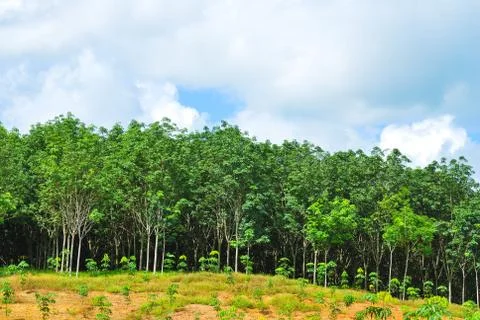 Row of para rubber tree Stock Photos