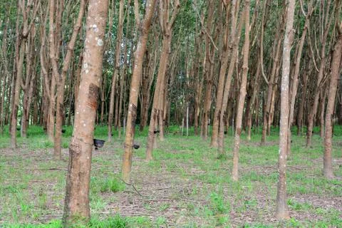 Row of para rubber tree in plantation, Rubber tapping Stock Photos