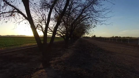 Row of Pecan Trees at Sunset 스톡 동영상 71036622