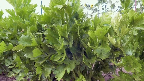 Row of perennial celery Stock Footage 91692373