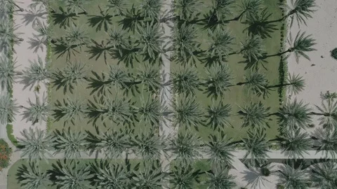 Row pf palm trees swaying in the wind, filmed from above, 4k, aerial video. Video stock 99981722