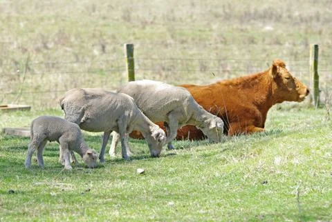 In a row Stock Photos