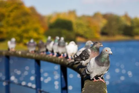 Row of pigeons Stock Photos