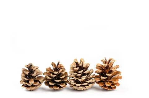 Row of pine cone on isolated white background Foto stock