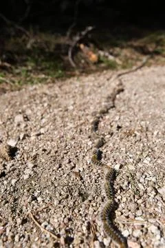 Row pine processionary caterpillar on the ground. Thaumetopoea pityocampa, Stock Photos