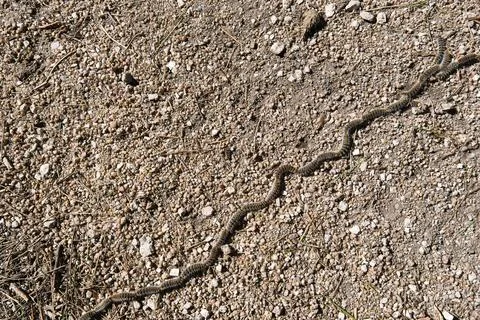 Row pine processionary caterpillar on the ground. Thaumetopoea pityocampa, Stock Photos