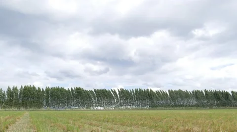 Row of pine tree with movement cloud. Stock Footage 53815582