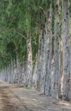 Row of pine tree Stock Photos