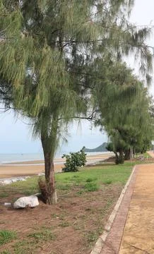 Row of pine trees along the beach walkway in Pranburi Thailand Stock Photos