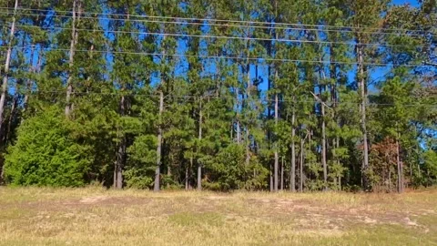 Row of pine trees and power lines Stock Footage 144228277