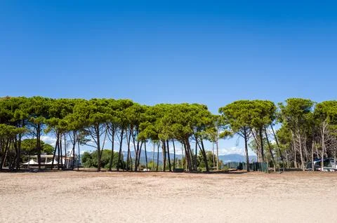 Row of pine trees and sandy beach with buildings in Lotzorai, Italy. Stock Photos