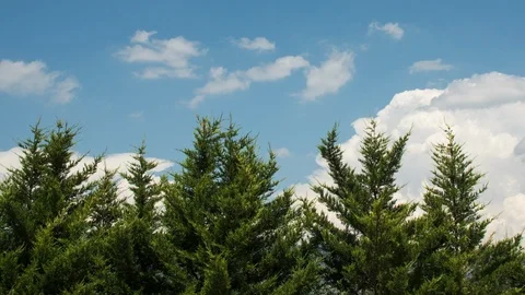 Row of pine trees with blue sky and clouds in the background. Time passing by Stock Footage 98746994