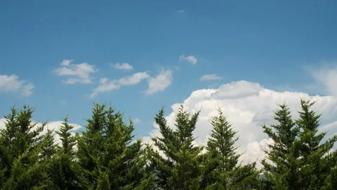 Row of pine trees with blue sky and clouds in the background. Time passing by Stock Footage 98747289