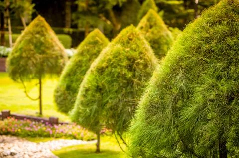 Row of Pine Trees During Sunset or Sunrise Stock Photos