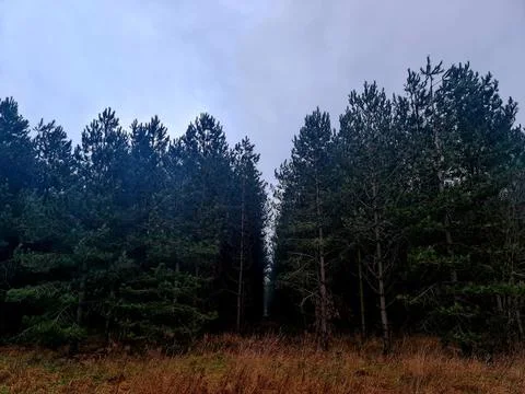 A row of pine trees with a grey sky Photos
