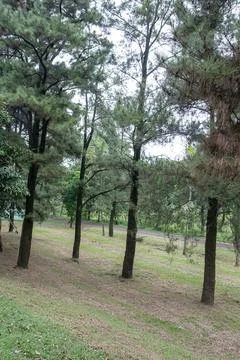 Row of pine trees growing on a grassy incline near a road.. Stock Photos