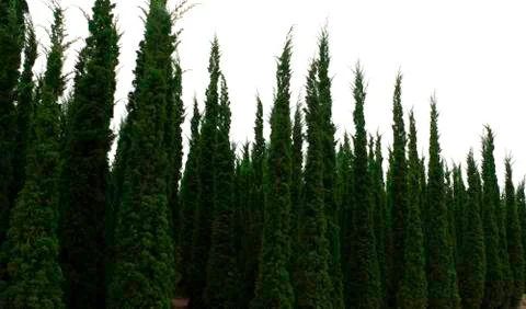 Row of pine trees isolated on a white background. Christmas day concept. 스톡 일러스트