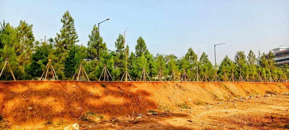 A row of pine trees on a red earth embankment Stock Photos
