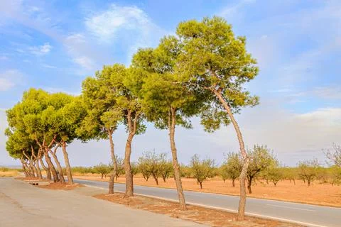Row of pine trees shaped by the wind along the road near the cemetry in the late Stock Photos