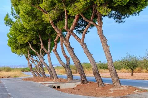 Row of pine trees shaped by the wind along the road near the cemetry in the late Foto stock