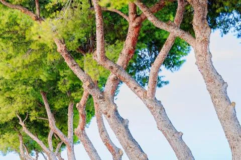 Row of pine trees shaped by the wind along the road near the cemetry in the late Stock Photos
