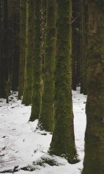 Row of pine trees with snow on the ground 스톡 사진
