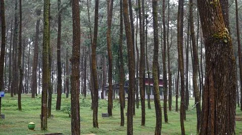 Row of pine trees in summer 스톡 사진