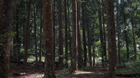 The row of pine trees in the tropical forest 스톡 사진