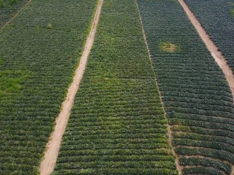 Row of pineapple tropical fruit growing in a farm from above view Stock Footage 77375321