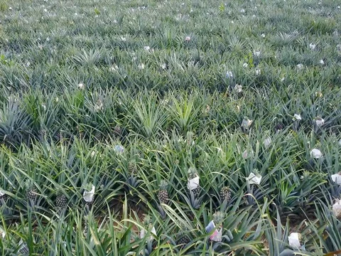 Row of pineapple tropical fruit growing in a farm from above view Stock-Footage 77375327