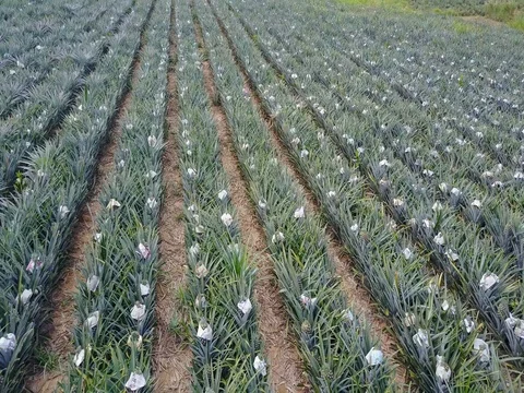Row of pineapple tropical fruit growing in a farm from above view Видео 77375334