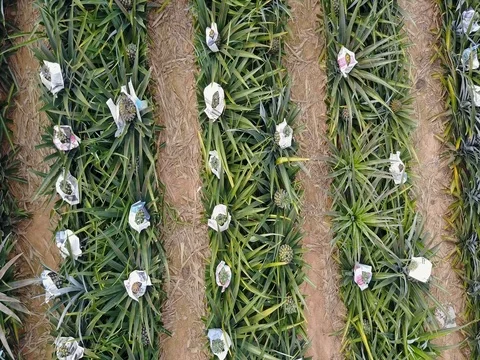 Row of pineapple tropical fruit growing in a farm from above view 스톡 동영상 77375344
