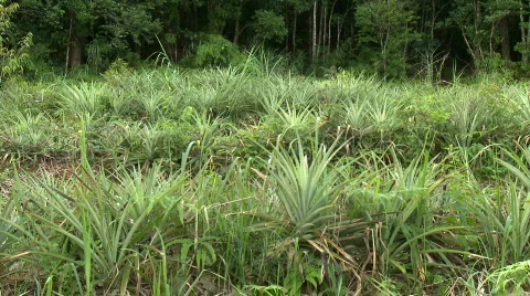 Row of Pineapples on a field 스톡 동영상 612185
