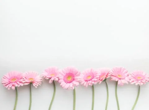Row of pink gerberas Stock Photos