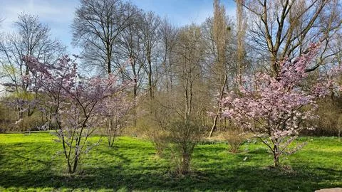 Row of pinkflowered trees in park under a blue sky Japanese cherry blossom Stock Photos