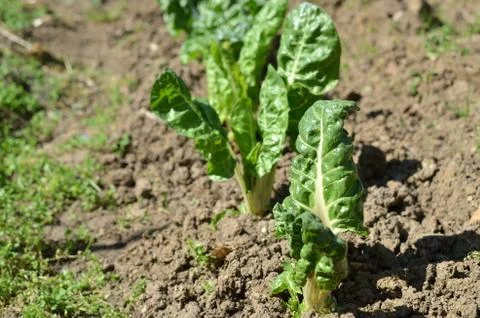 Row of planted chard Stock Photos