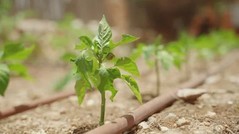 Row of planted vegetable seedling growing in the desert hot sun and dry weather Stock Footage 284456265
