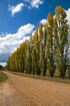 A row of poplars Stock-Fotos