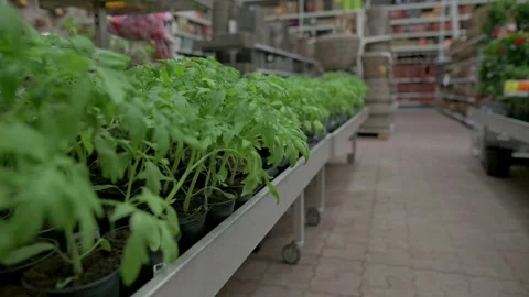A row of potted plants on display in a garden center, showcasing a variety of Stock Footage 280020439