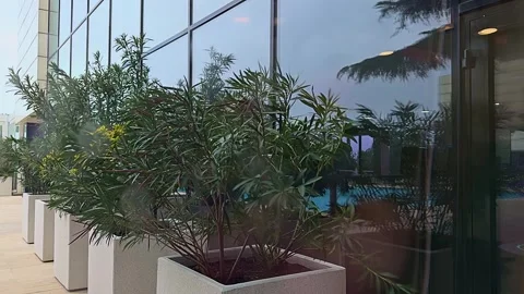 A row of potted plants sit outside a building with a large window Stock Footage 279057272