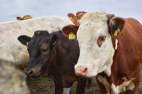 Row of pretty cows of different colors. Stock Photos