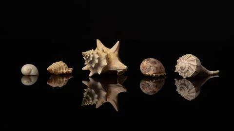 Row of pretty shells on a black background with their reflection Stock Photos