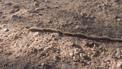 A row of processionary caterpillars traverses a field. The caterpillars follo Stock Footage 104245050