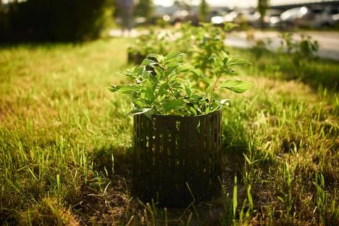 Row of Protected Young Tree Saplings in Urban Park Landscaping Stock Photos