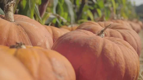 Row of pumpkins in front of a corn field, narrow DOF Stock-Footage 139502466