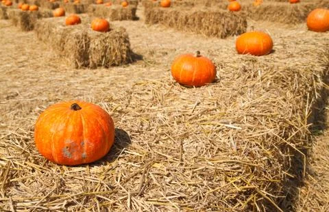 Row of  pumpkins on the straw in the farm Stock Photos