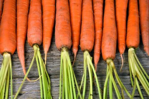 Row of raw carrots Stock Photos