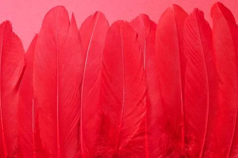 A row of real feathers on a red background Stock Photos