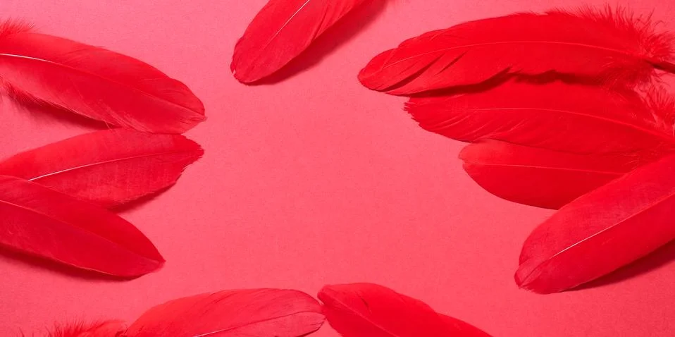 A row of real feathers on a red background Stock Photos
