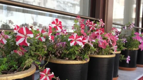 Row of red and white striped petunia flowers in black pots on a windowsill Видео 329854908